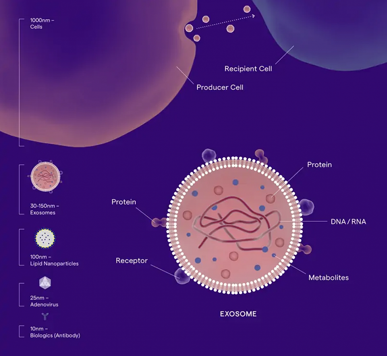 Extracelulární vezikuly