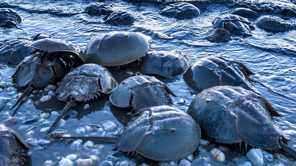 Horseshoe-Crabs-morning-beach_16-9.jpg