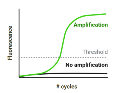 Obrázek1 RT qPCR.jpg.png
