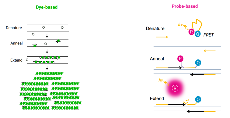 Obrázek2 dye-based a probe based qPCR reakce.png