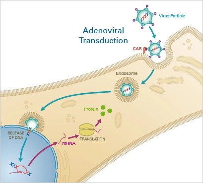 viral-transfection