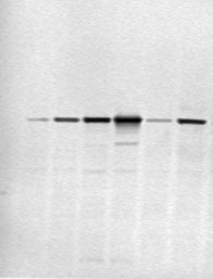 Western blot jpeg.jpg