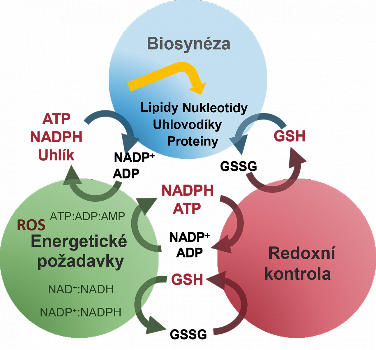 metabolism overview