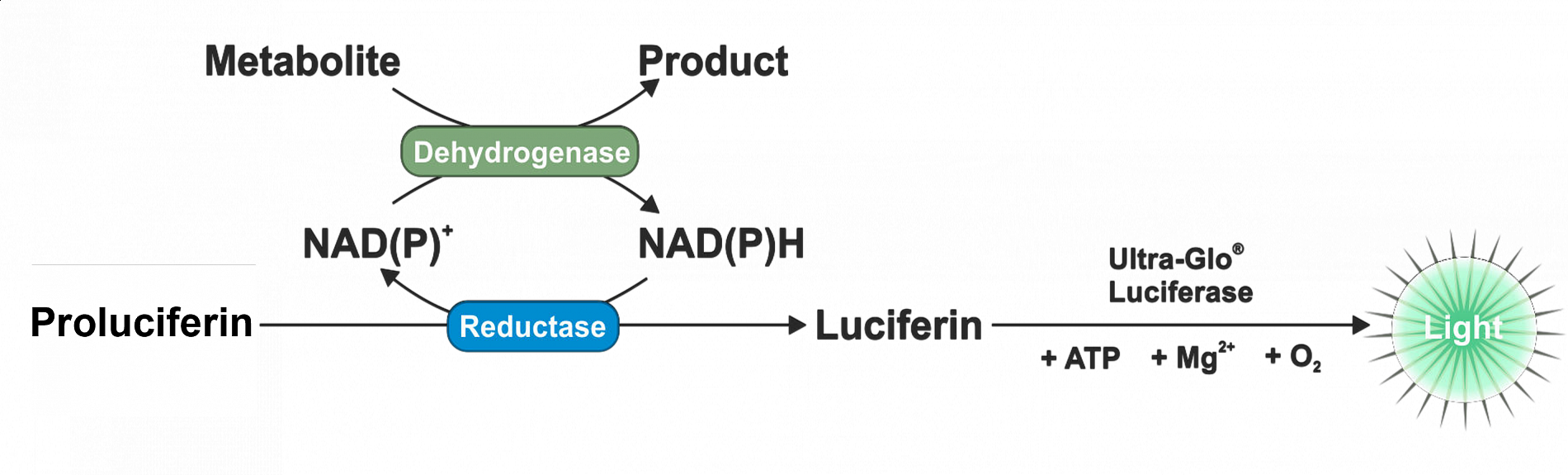 MetabolickéEsejePrincip