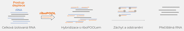 postup deplece rRNA pomocí riboPOOL