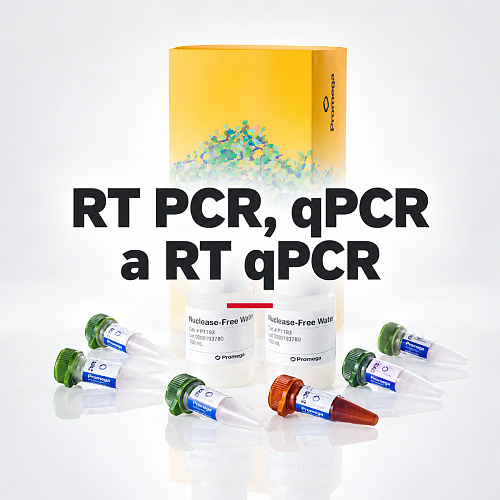 Diagnostická kategorie RT PCR-5.png