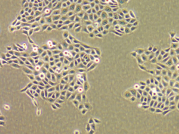 Adult Keratinocyte Cell Culture Kit
