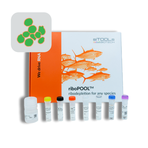 Pichia pastoris 24 rxn riboPOOL kit