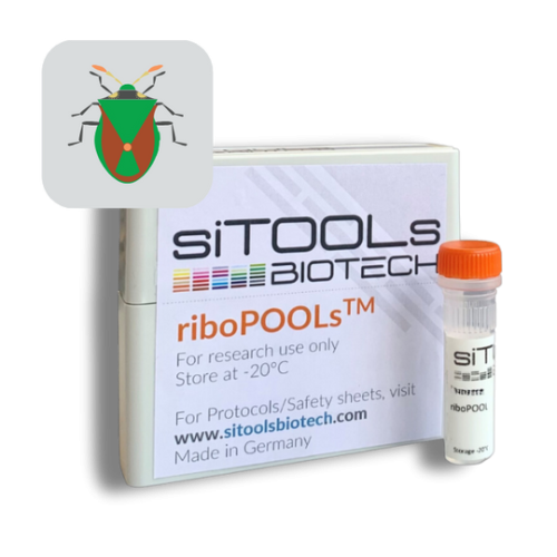 Plautia stali 12 rxn riboPOOL Probes