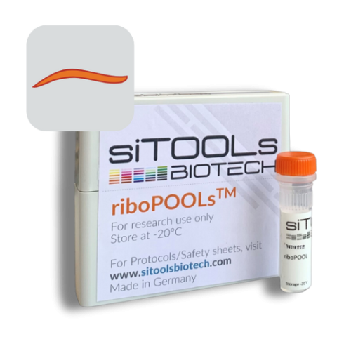 Pristionchus pacificus Ribo-Seq 96 rxn riboPOOL Probes