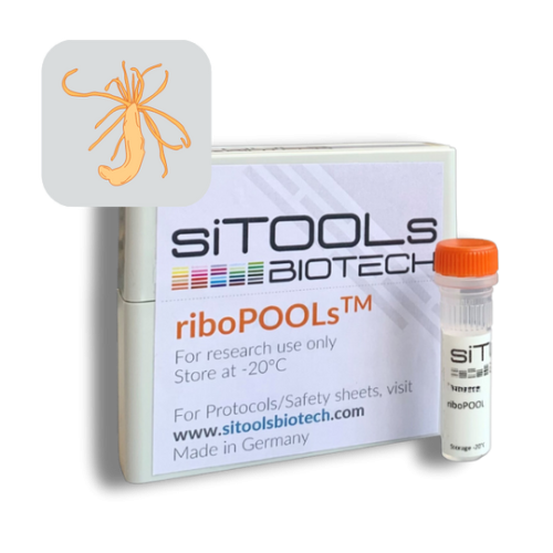 Nematostella vectensis 12 rxn riboPOOL Probes
