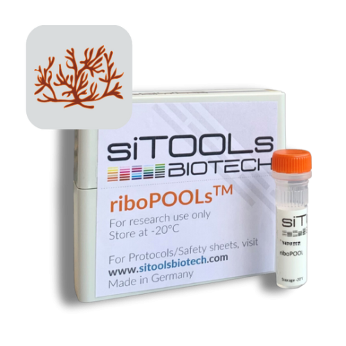Ectocarpus siliculosus Ribo-Seq 24 rxn riboPOOL Probes
