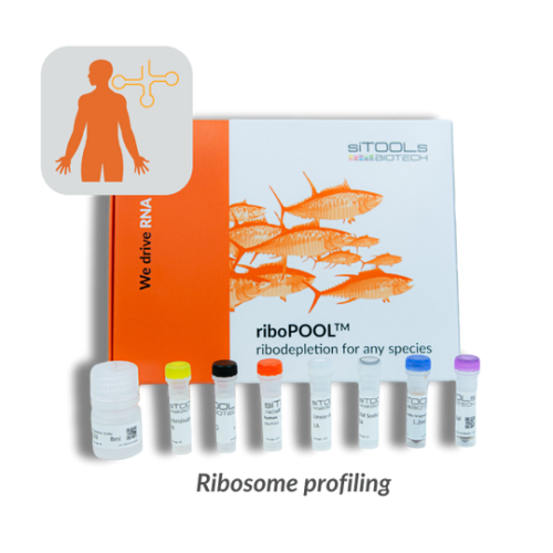 Mouse tRNAs 24 rxn riboPOOL kit