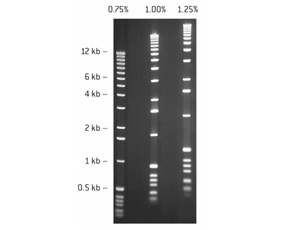 SeaKem GTG AGAROSE 1KG