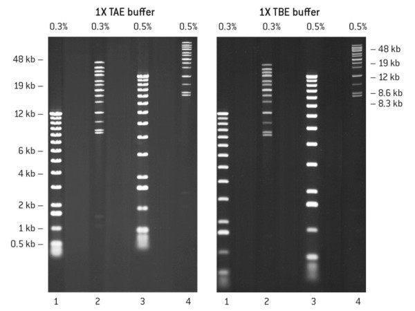 SeaKem GOLD AGAROSE 125G
