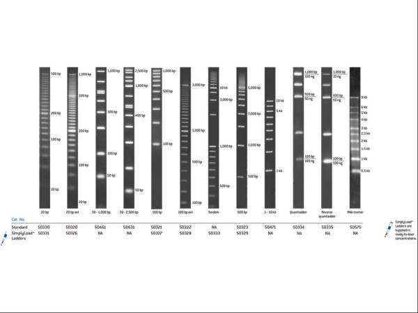 SimplyLoad 100 bp DNA Ladder