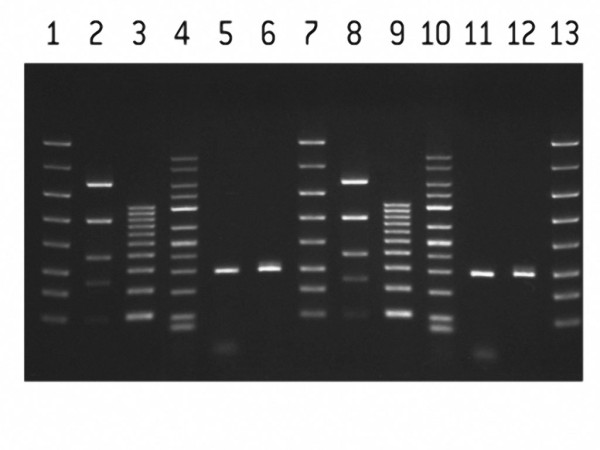 FlashGel DNA Cass 1.2%,16+1well,dbl tier