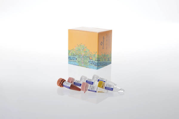 GoTaq Endure RT-qPCR Direct Amp Bundle