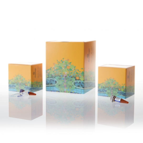 PowerPlex 16 Monoplex System TH01 (Fluorescein)