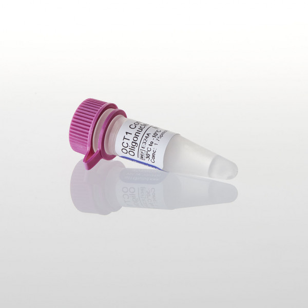 OCT1 Consensus Oligonucleotide