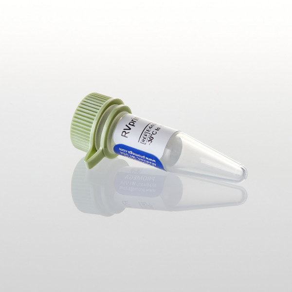 RVprimer3 (clockwise)