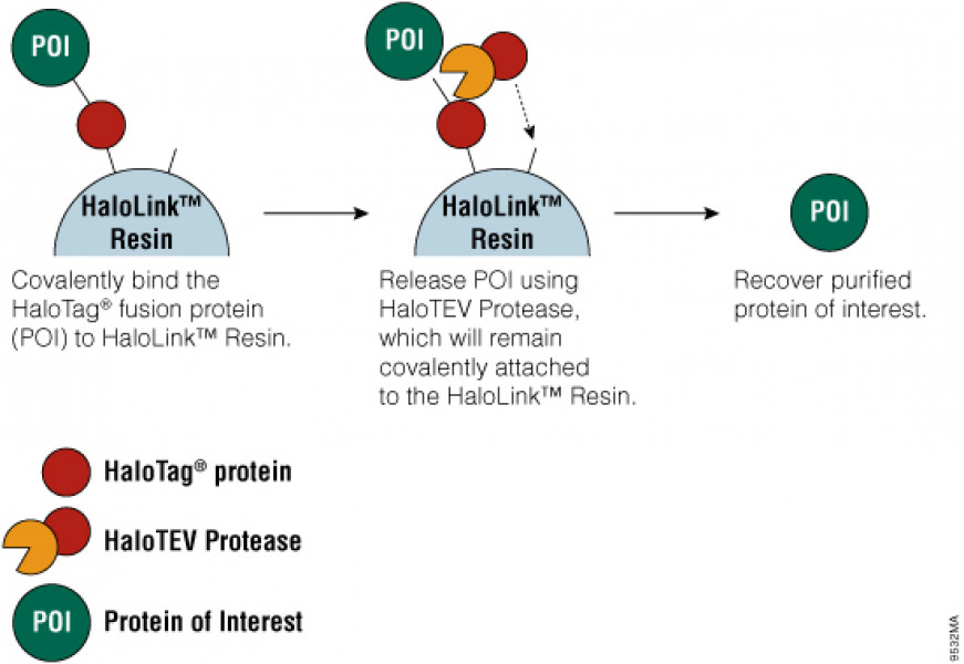 HaloTag Mammalian Protein Detection and Purification System