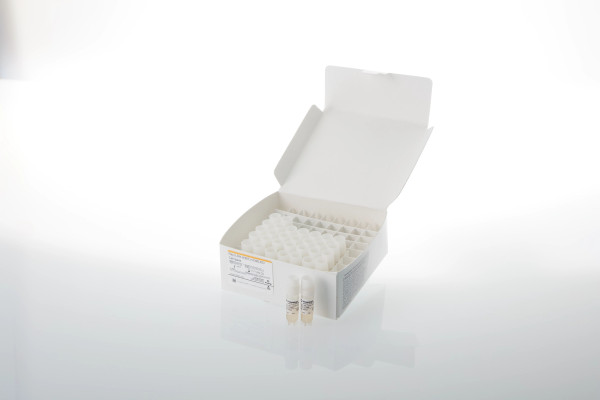 Raji (LDH-HiBiT) CD20-KO Cell Bank