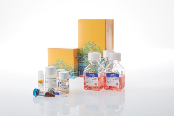 Raji (HT-HiBiT) TCK Bioassay