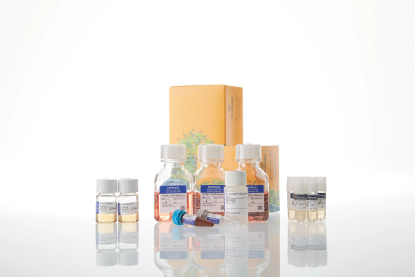 Raji (LDH-HiBiT) CD20-KO TCK Bioassay 5X