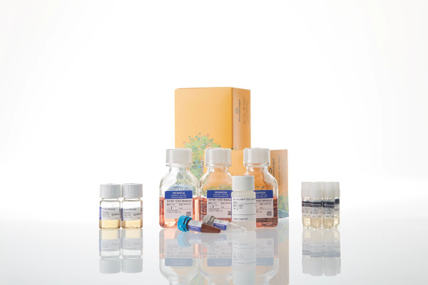 Raji (LDH-HiBiT) CD19/20-KO TCK Bioassay 5X