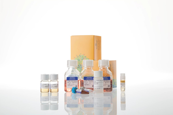 Raji (HT-HiBiT) CD20-KO TCK Bioassay