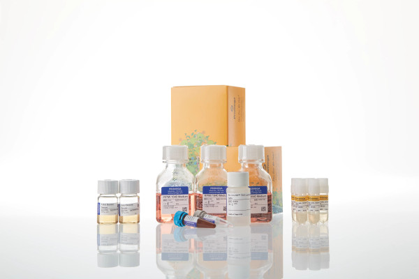 Raji (HT-HiBiT) CD20-KO TCK Bioassay 5X