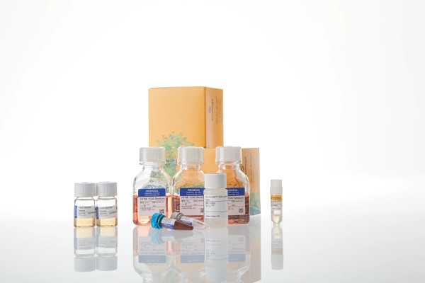 Raji (HT-HiBiT) CD19/20-KO TCK Bioassay