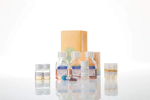 Raji (HT-HiBiT) CD19/20-KO TCK Bioassay 5X