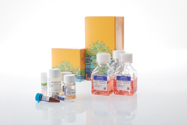 Ramos (HiBiT) TCK Bioassay