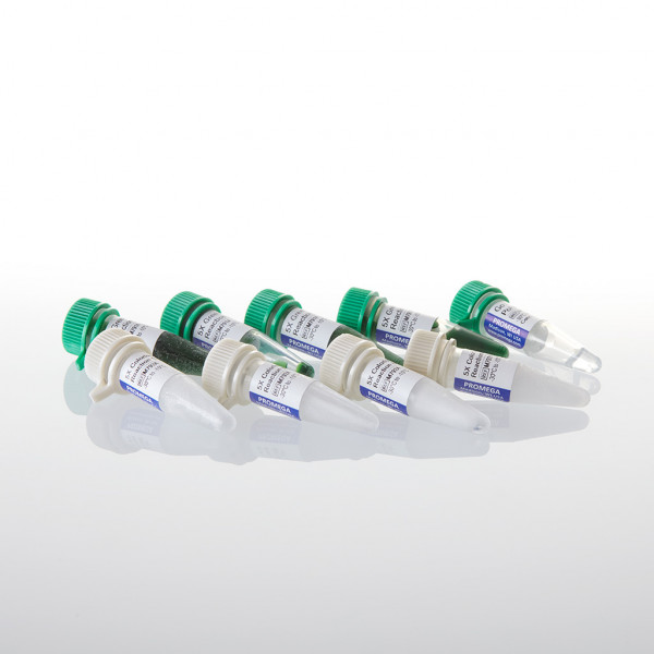 GoTaq DNA Polymerase