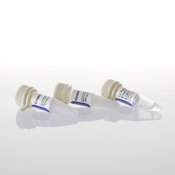 T4 Polynucleotide Kinase