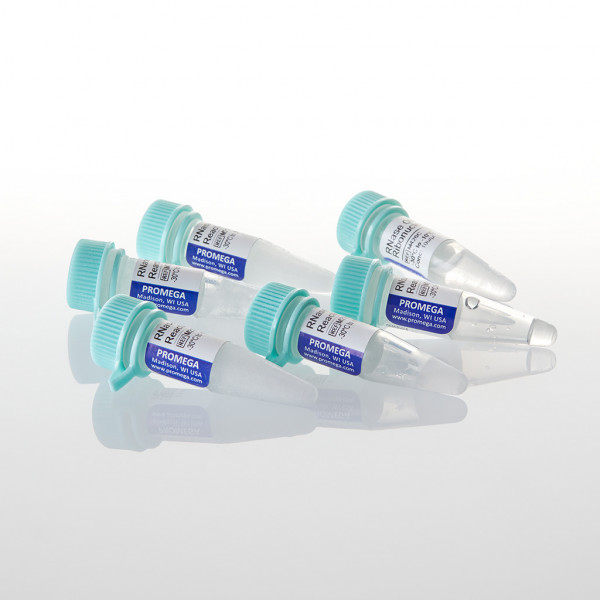 RNase ONE Ribonuclease