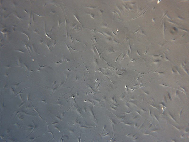 Hepatocyte P.M w/Splmnt(MP250-1+MP250-2)
