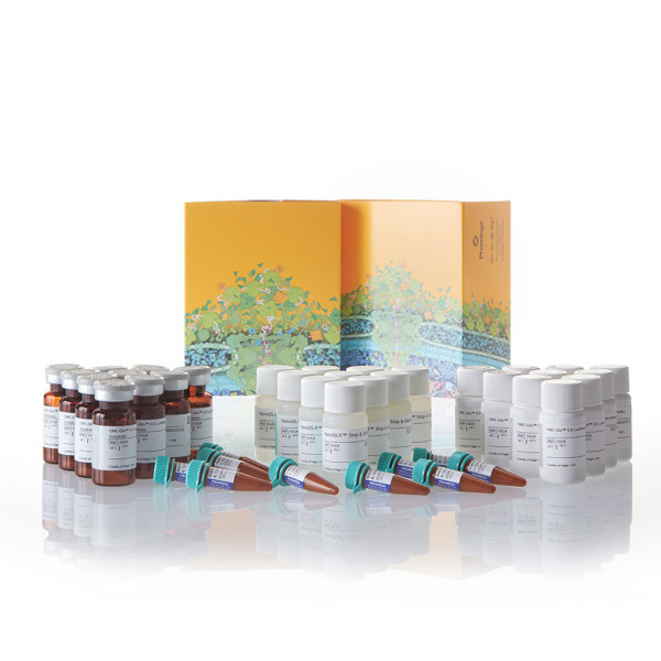 Nano-Glo Dual-Luciferase Reporter Assay System