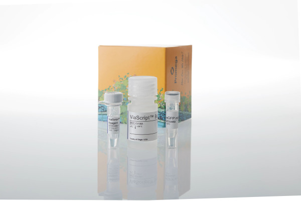 ViaScript mRNA Transfection Reagent Plus eGFP