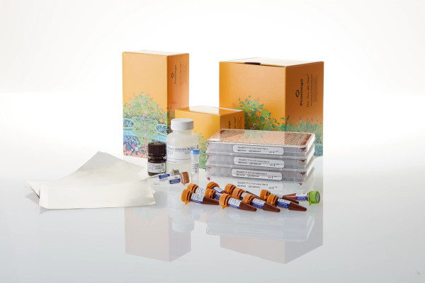 NanoBRET TE K192 Kinase Selectivity System with DNA Controls