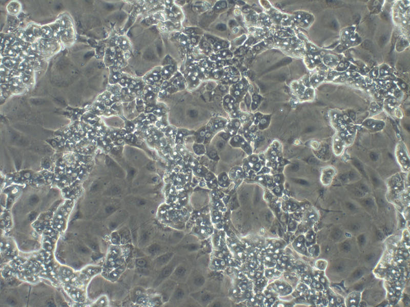 NoSpin HepaRG (8.0M cells/vial)