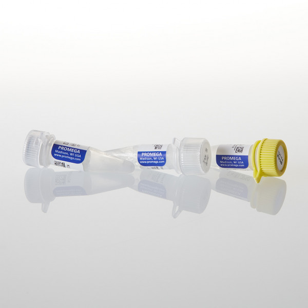 SP6 RNA Polymerase (HC)