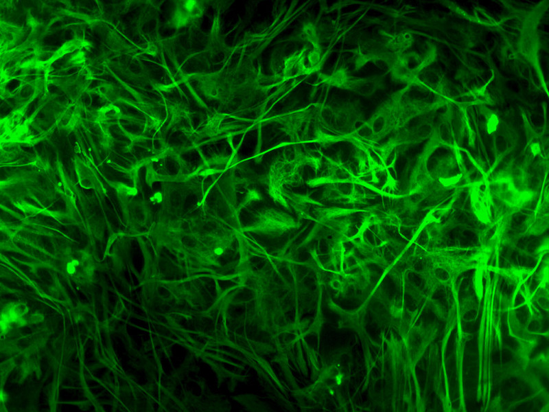 Rat Brain HC Astrocytes amp, 1 mil cells