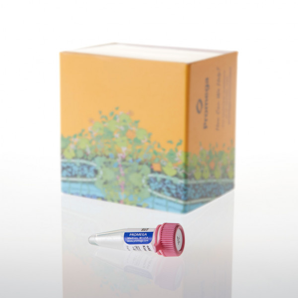 cAMP-Dependent Protein Kinase, Catalytic Subunit