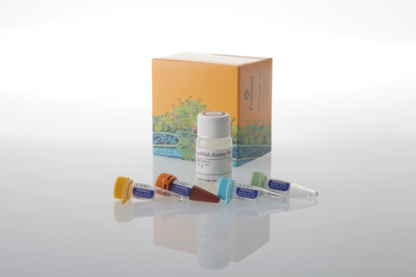 Lumit dsRNA Detection Assay 5X