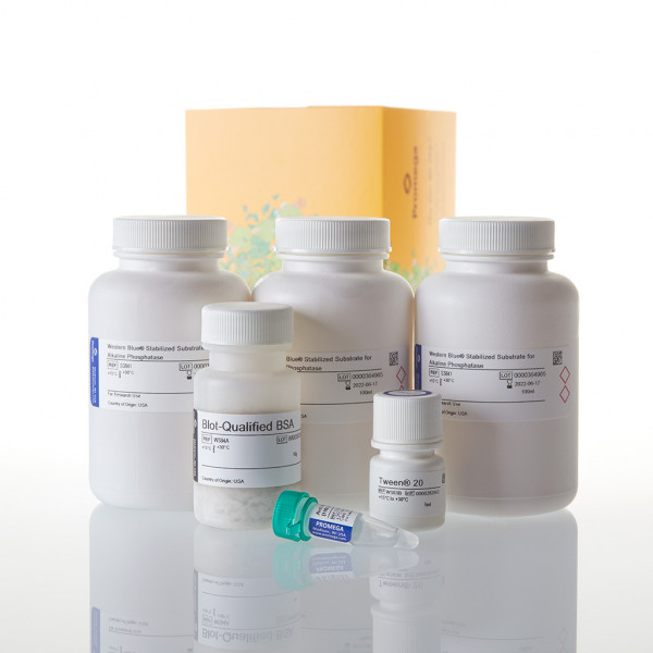 ProtoBlot II AP System with Stabilized Substrate, Human