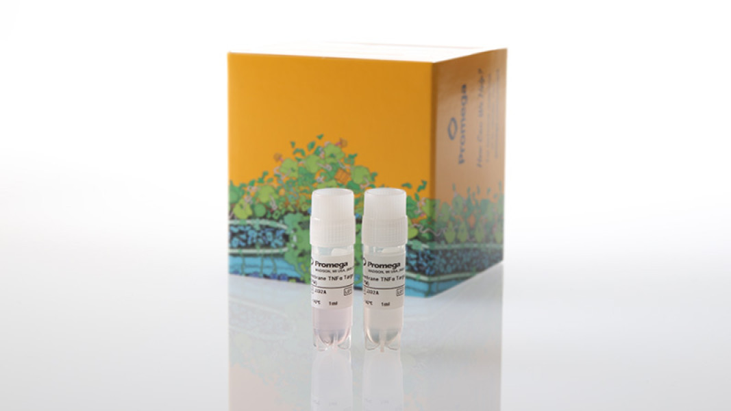 Membrane TNF-alpha Target Cells, Propagation Model