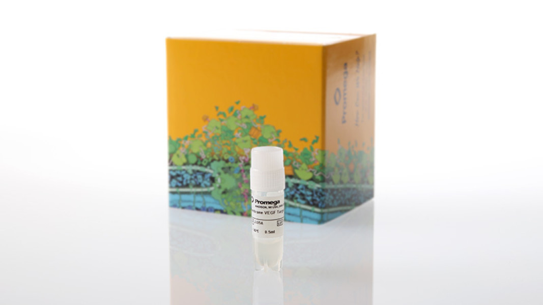 Membrane VEGF Target Cells